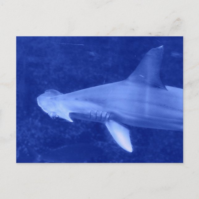 Hammerhead Shark Postcard (Front)