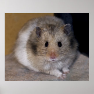 Hammie Print