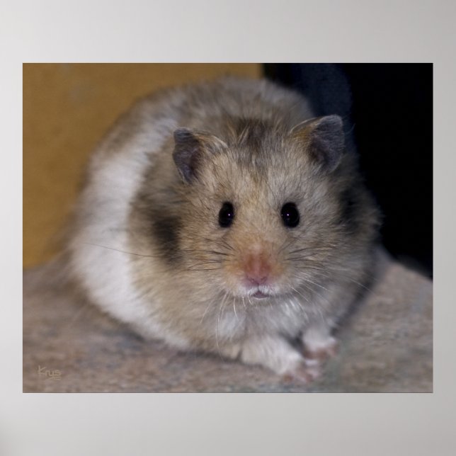 Hammie Print (Front)