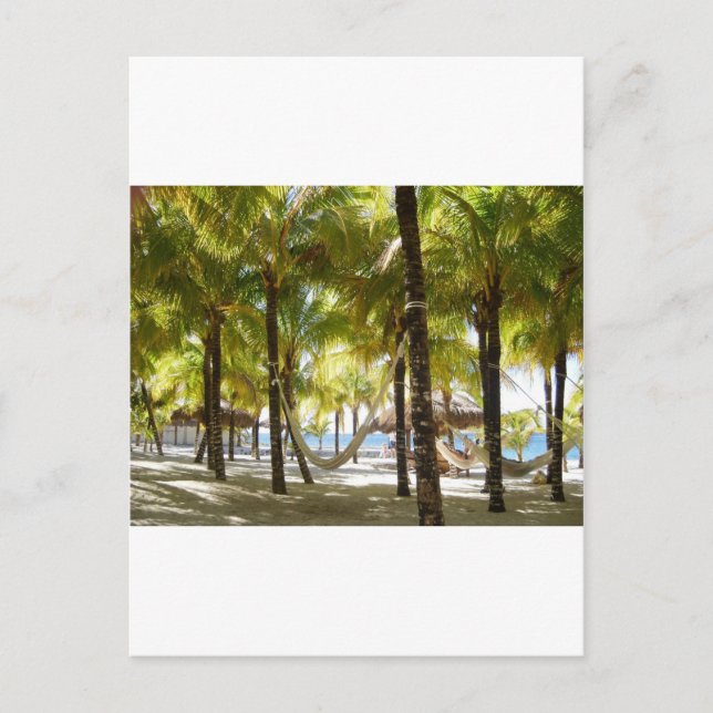 Hammock and Palm Trees Postcard (Front)