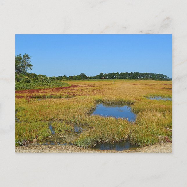 Hammonasset Postcard (Front)