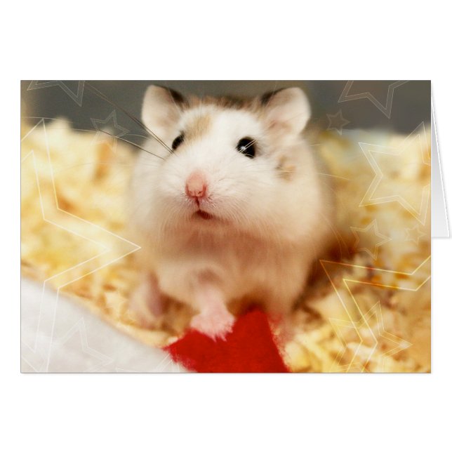 Hammyville - Cute Hamster (Front Horizontal)