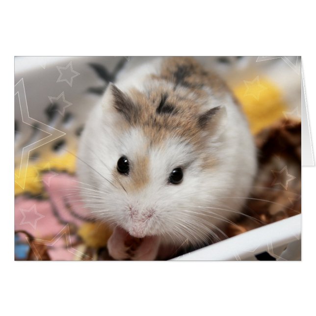 Hammyville - Cute Hamster (Front Horizontal)