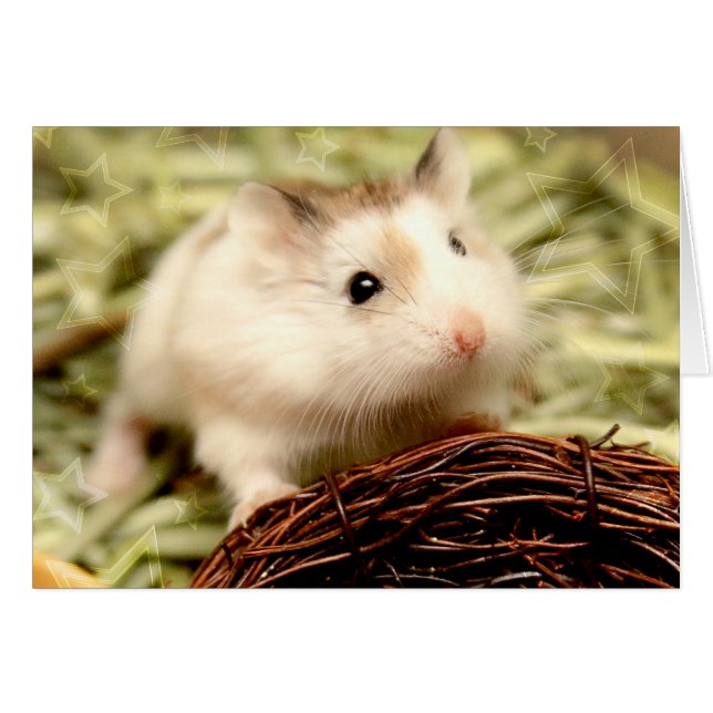 Hammyville - Cute Hamster (Front Horizontal)