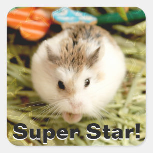 Hammyville - Cute Hamster Square Sticker