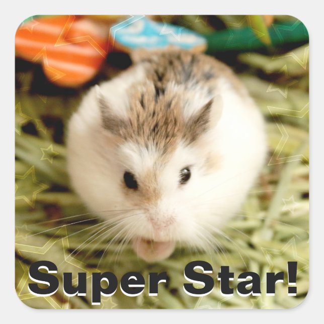 Hammyville - Cute Hamster Square Sticker (Front)