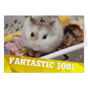 Hammyville - Hamster Congratulations