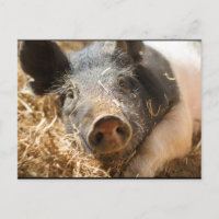 Hampshire Pig Postcard
