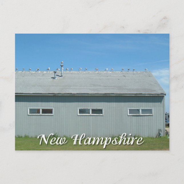 Hampton Beach, New Hampshire seagulls Postcard (Front)