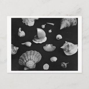 Hamptons 'Seashells' POSTCARD