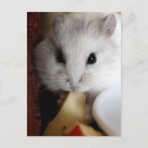 Hamsteer Postcard