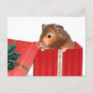 Hamster Christmas gift Holiday Postcard