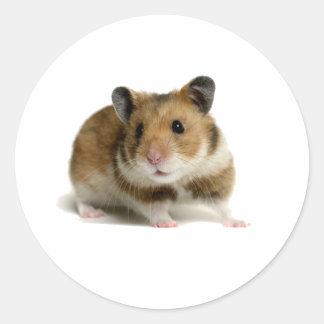 Hamster Classic Round Sticker