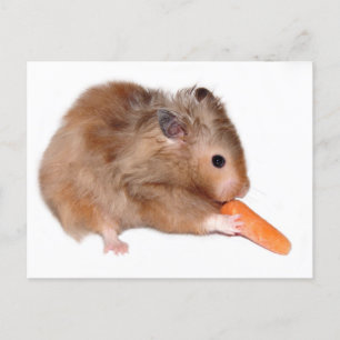 Hamster diet card