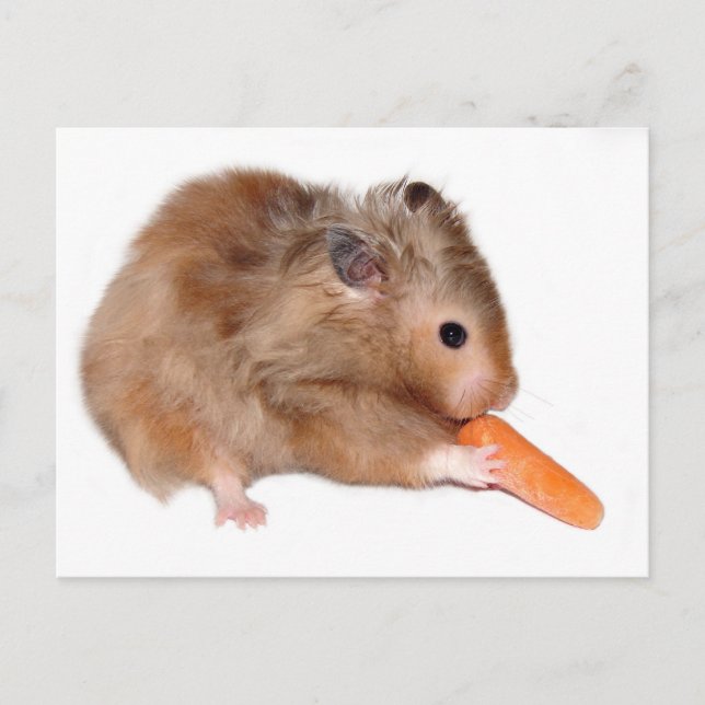Hamster diet card (Front)