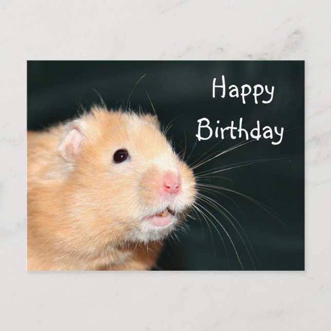 Hamster Happy Birthday Postcard (Front)