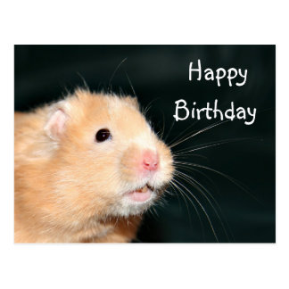 Hamster Birthday Cards, Photo Card Templates, Invitations & More