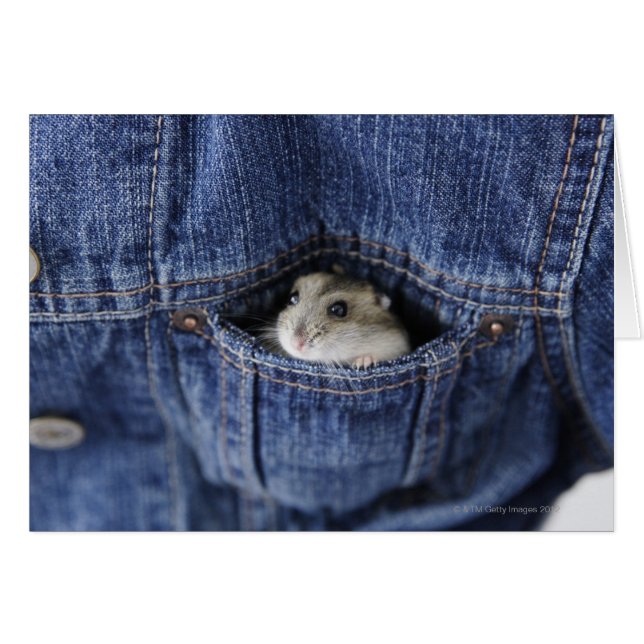 Hamster in pocket (Front Horizontal)
