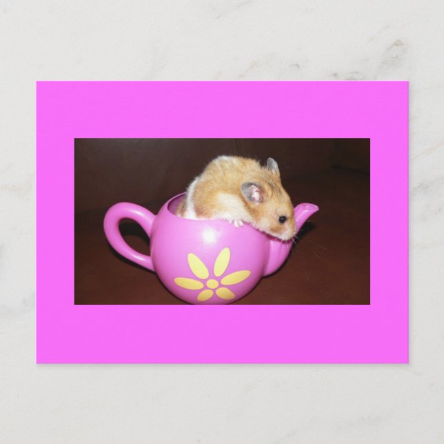 Hamster in Tea Pot Photo Postcard (Front)