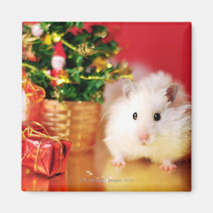 Hamster Kokolinka with Christmas tree Magnet