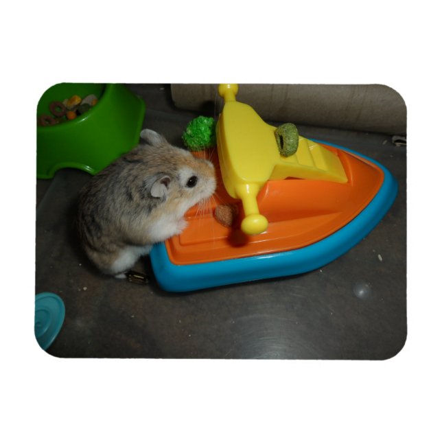 Hamster on a Jet-ski Magnet (Horizontal)