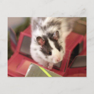 Hamster Postcard