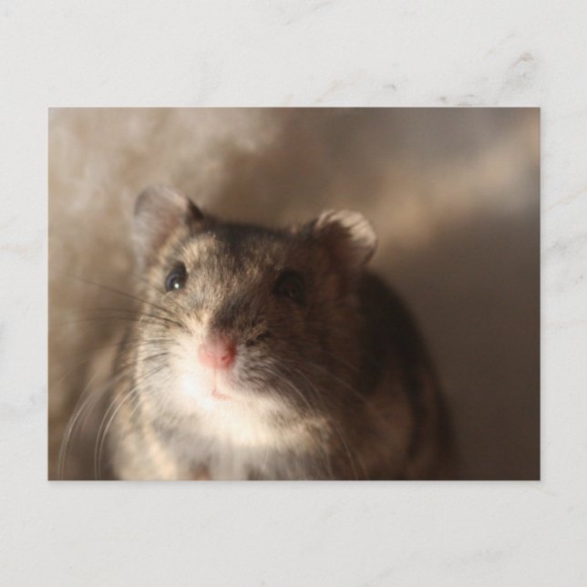 Hamster Postcard (Front)