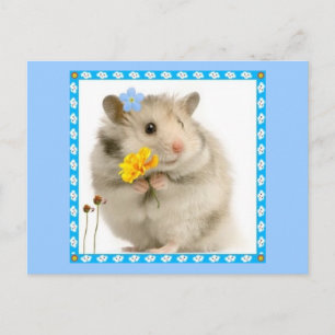 hamster postcard