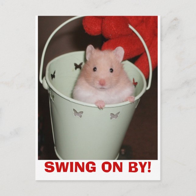 hamster postcard (Front)