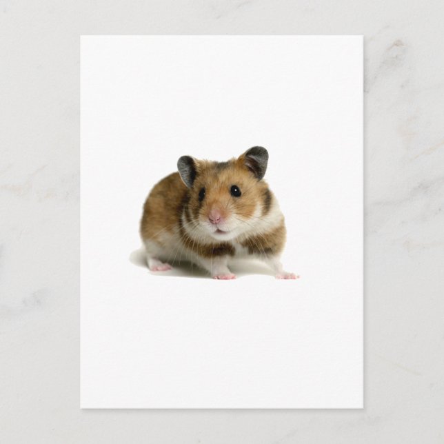 Hamster Postcard (Front)