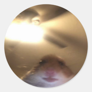 Hamster Staring Meme Classic Round Sticker