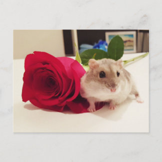 Hamster With a Rose Postcard