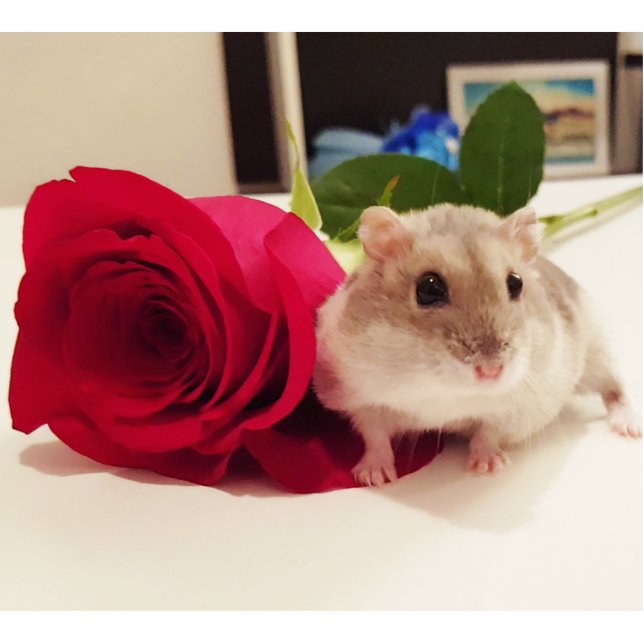 Hamster With a Rose Standing Photo Sculpture (Front)