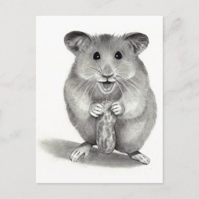 HAMSTER WITH PEANUT, PENCIL ART POSTCARD (Front)
