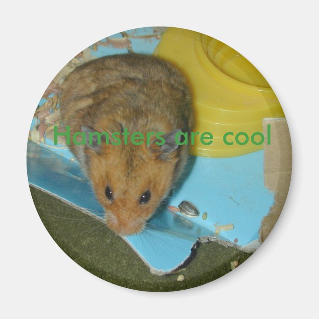 Hamsters are cool Magnet (Front)