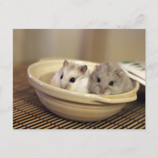 Hamsters Postcard