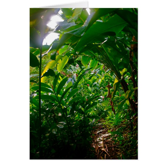 Hana Cabana Foliage (Front)