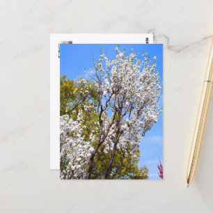 Hana Peach Postcard