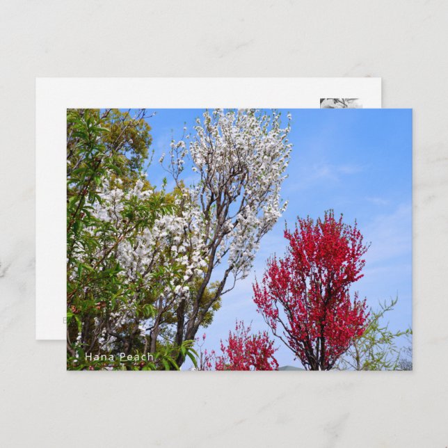 Hana Peach Postcard (Front/Back)