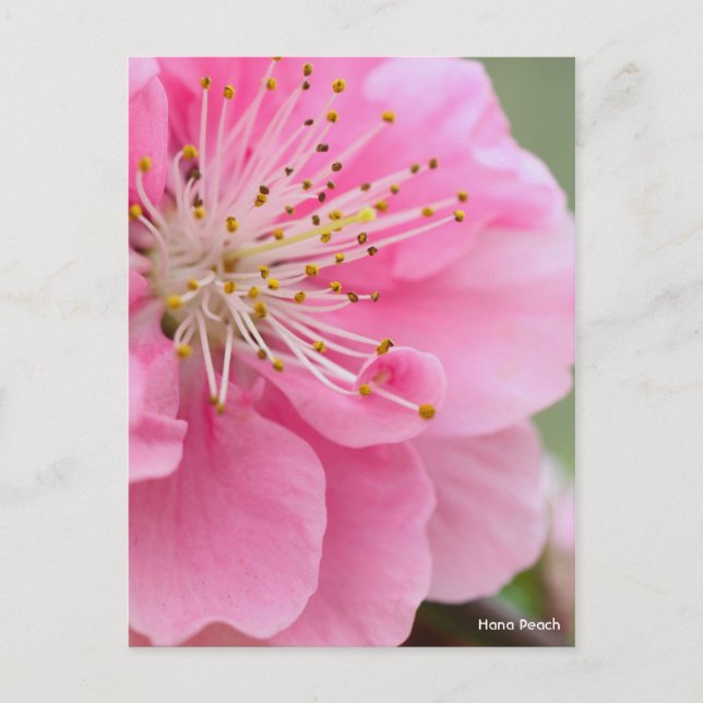 Hana Peach [Postcard] Postcard (Front)