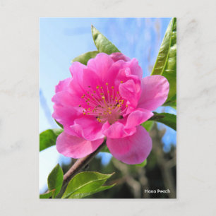 Hana Peach [Postcard] Postcard