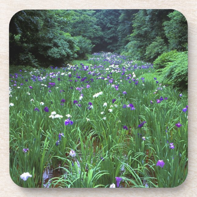Hana Shobu (Japanese Water Iris), Meiji Shrine, Coaster (Front)