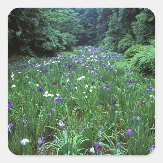 Hana Shobu (Japanese Water Iris), Meiji Shrine, Square Sticker (Front)