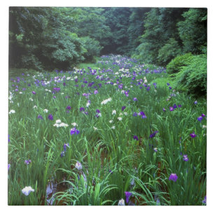Hana Shobu (Japanese Water Iris), Meiji Shrine, Tile