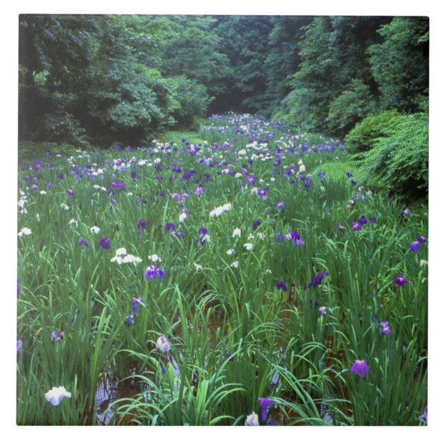 Hana Shobu (Japanese Water Iris), Meiji Shrine, Tile (Front)