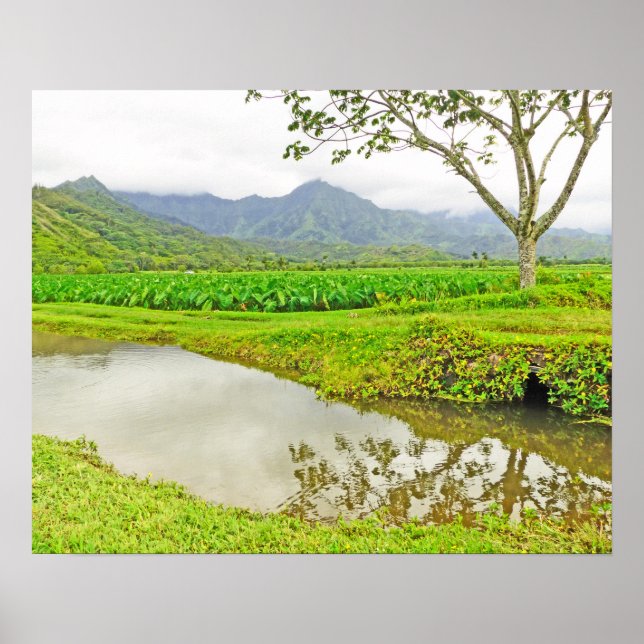 HANALEI (KAUAI) TARO FIELDS POSTER (Front)