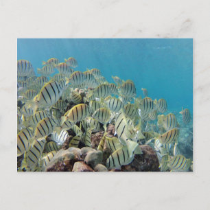 Hanauma Bay - Convict Tangs Postcard