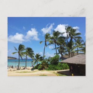 Hanauma Bay Hawaii Coconut Trees Postcard