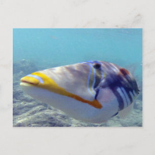 HANAUMA BAY HAWAII - Humuhumunukunukuapua'a Postcard