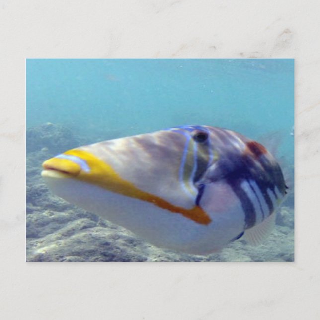 HANAUMA BAY HAWAII - Humuhumunukunukuapua'a Postcard (Front)